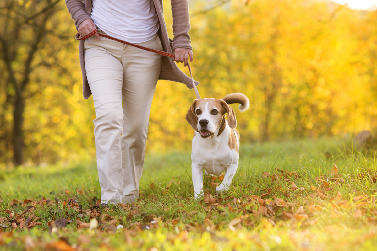 Dog friendly walking routes Wakefield.